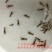 澳洲淡水龙虾苗