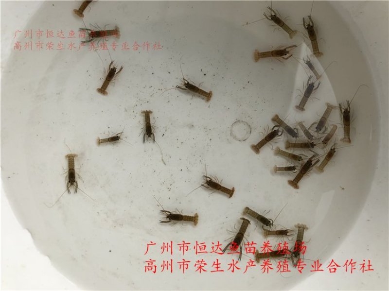 澳洲淡水龙虾苗