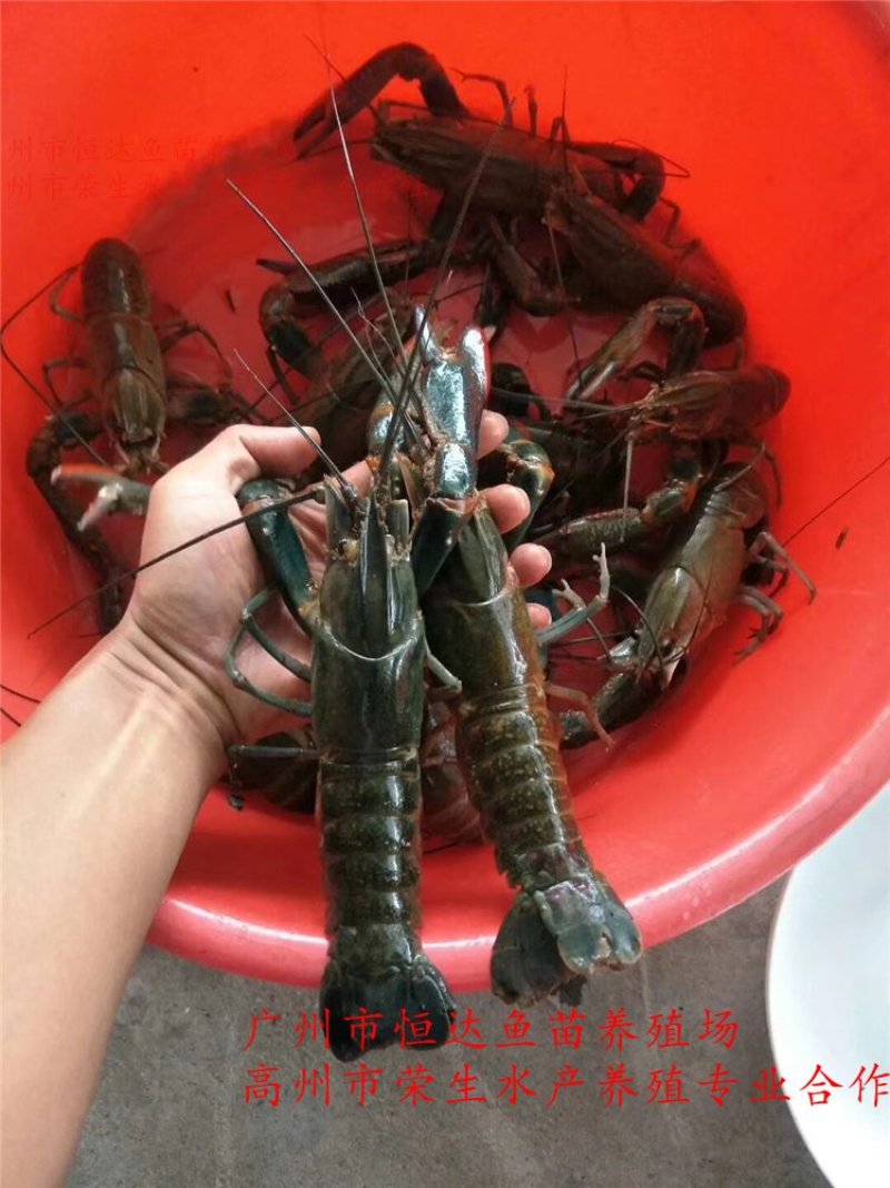 澳洲淡水龙虾苗