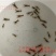 澳洲淡水龙虾苗