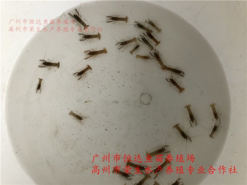 澳洲淡水龙虾苗