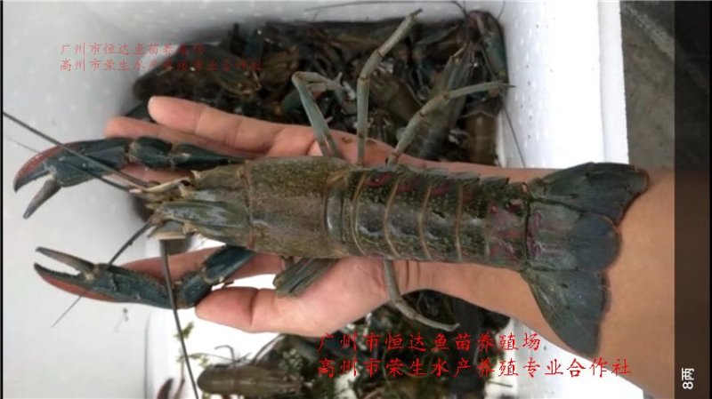 澳洲淡水龙虾苗