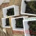 澳洲淡水龙虾苗