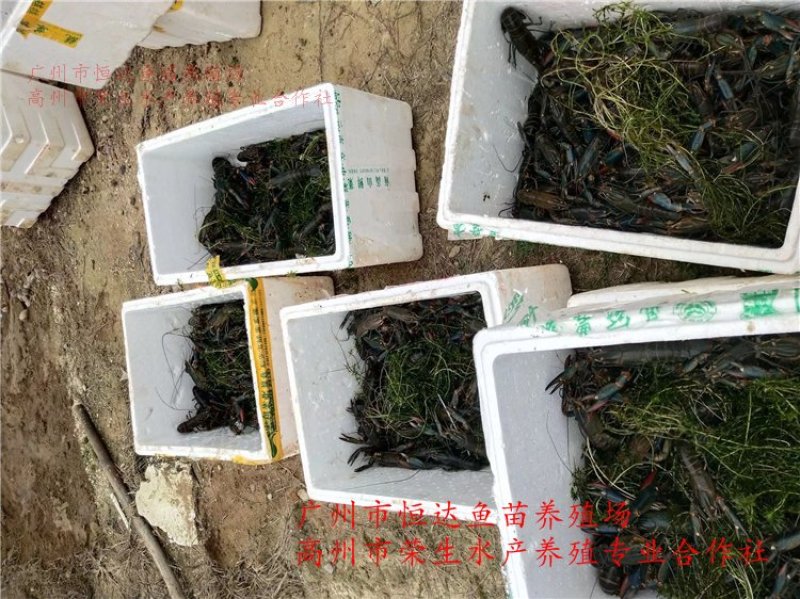 澳洲淡水龙虾苗