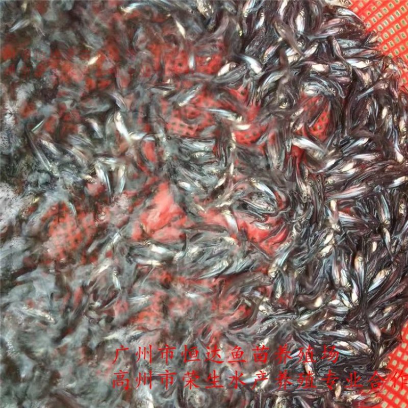 巴沙鱼苗3-6厘米