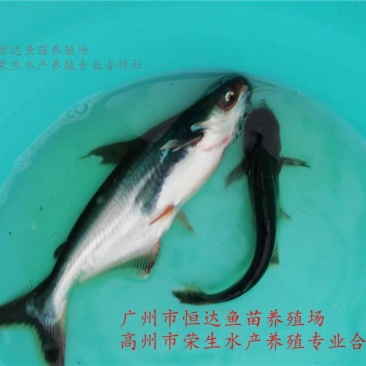 巴沙鱼苗3-6厘米