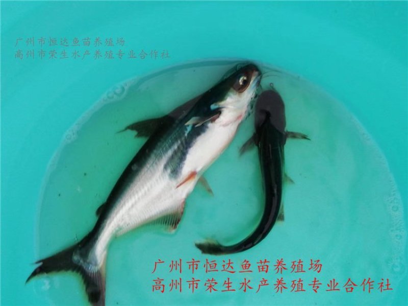 巴沙鱼苗3-6厘米