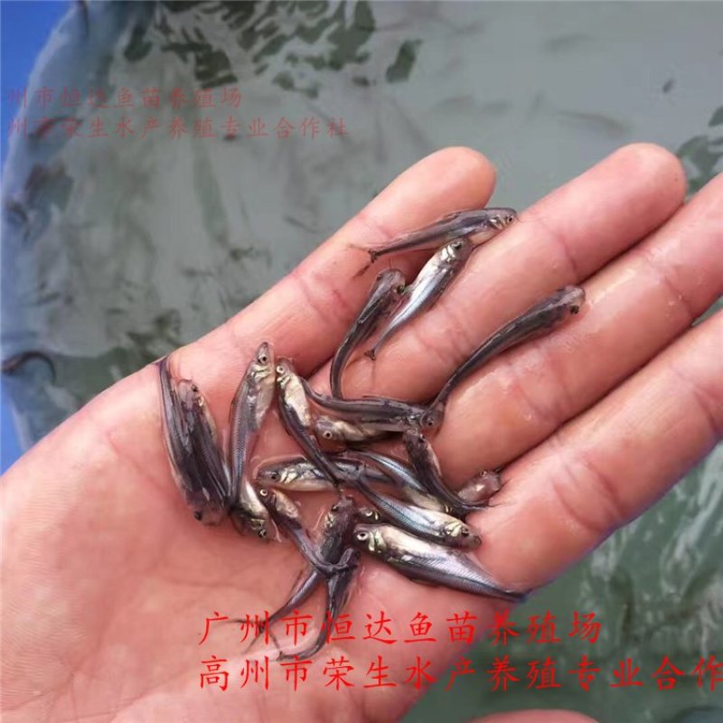 巴沙鱼苗3-6厘米