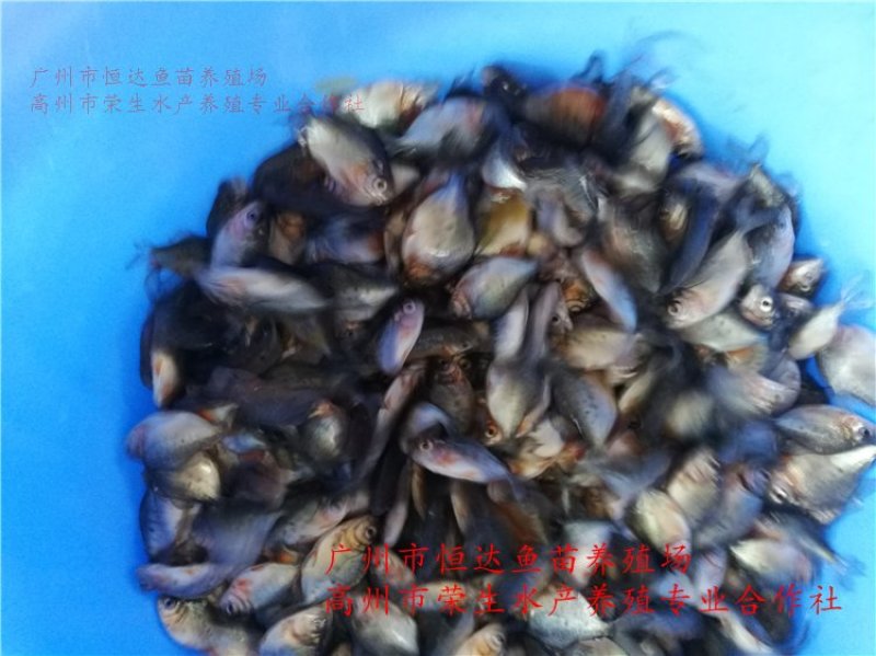 白鲳鱼苗红鲳鱼苗