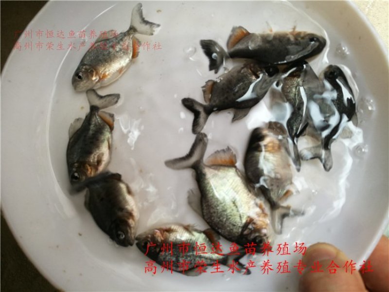 白鲳鱼苗红鲳鱼苗