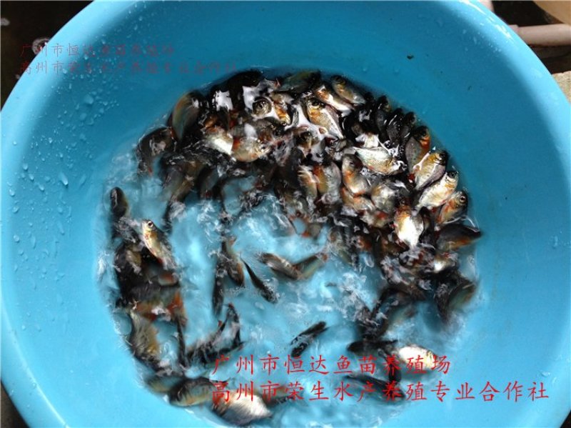 白鲳鱼苗红鲳鱼苗