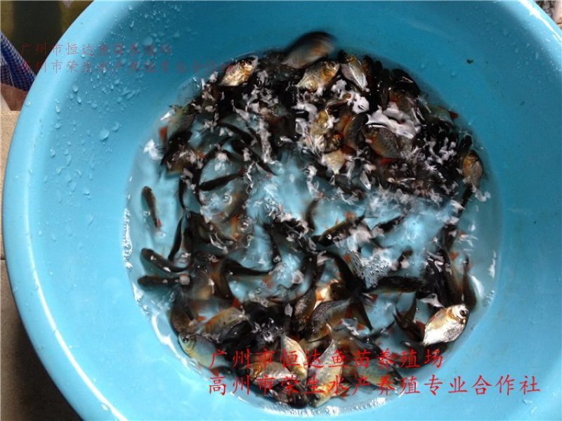 白鲳鱼苗红鲳鱼苗