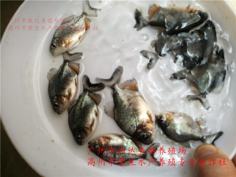 白鲳鱼苗红鲳鱼苗