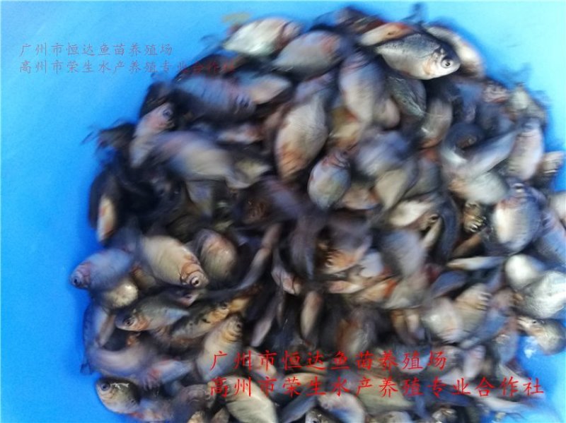 白鲳鱼苗红鲳鱼苗