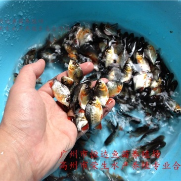 白鲳鱼苗红鲳鱼苗