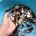 白鲳鱼苗红鲳鱼苗