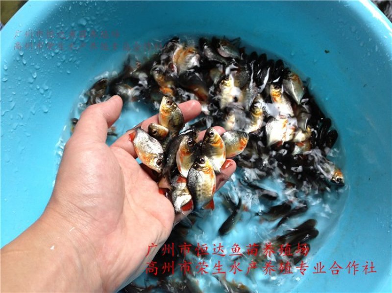 白鲳鱼苗红鲳鱼苗