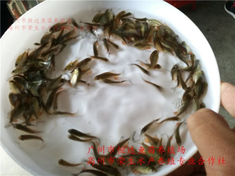 白鲳鱼苗红鲳鱼苗