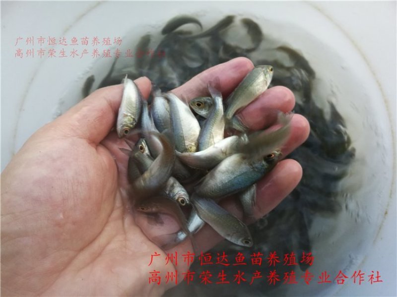 宝石鲈鱼苗宝石斑鱼苗