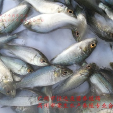 宝石鲈鱼苗宝石斑鱼苗