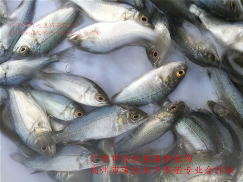 宝石鲈鱼苗宝石斑鱼苗