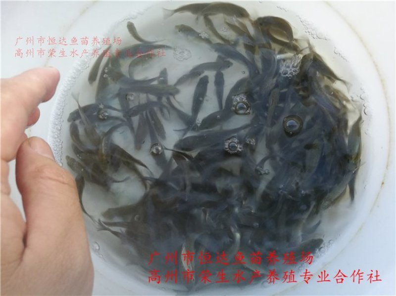宝石鲈鱼苗宝石斑鱼苗