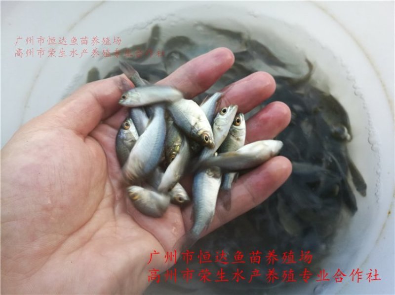 宝石鲈鱼苗宝石斑鱼苗