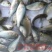 宝石鲈鱼苗宝石斑鱼苗