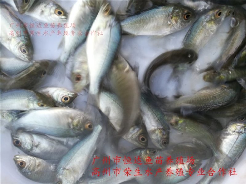 宝石鲈鱼苗宝石斑鱼苗