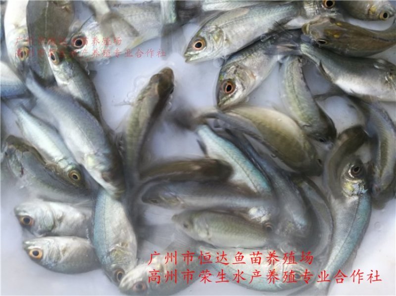 宝石鲈鱼苗宝石斑鱼苗