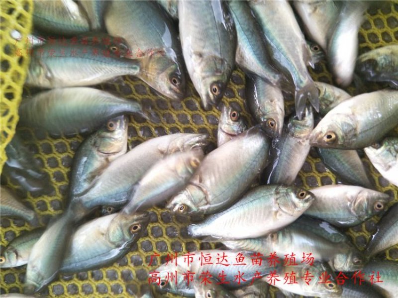宝石鲈鱼苗宝石斑鱼苗