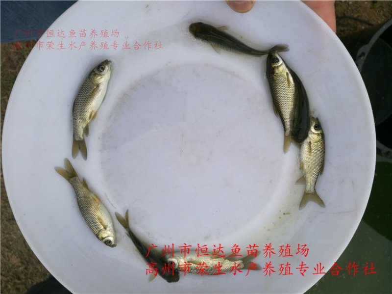 草鱼苗长江鲩鱼苗