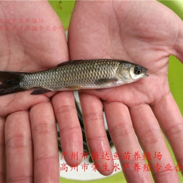 草鱼苗长江鲩鱼苗