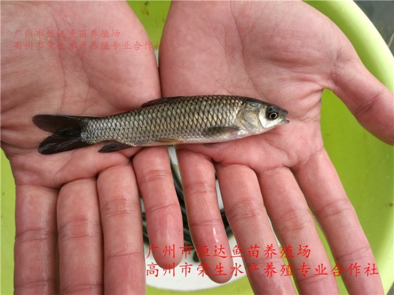 草鱼苗长江鲩鱼苗
