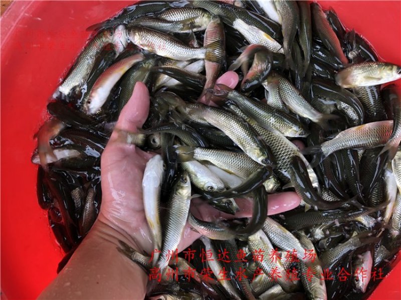 草鱼苗长江鲩鱼苗