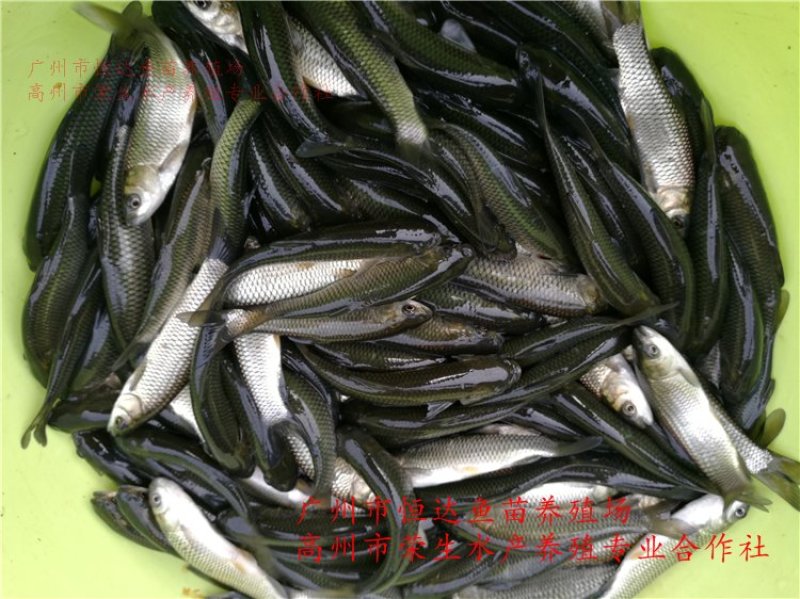 草鱼苗长江鲩鱼苗