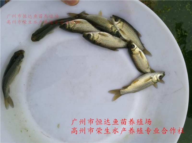 草鱼苗长江鲩鱼苗