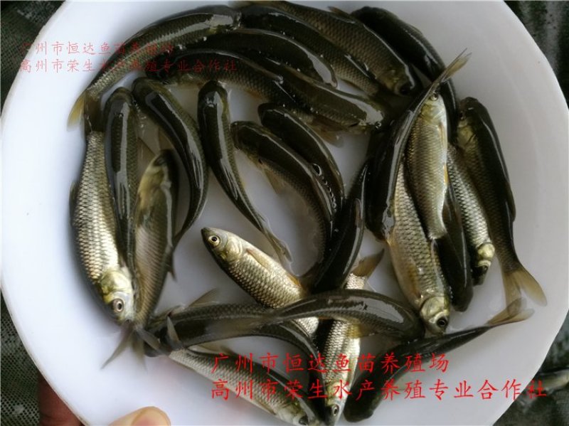 草鱼苗长江鲩鱼苗