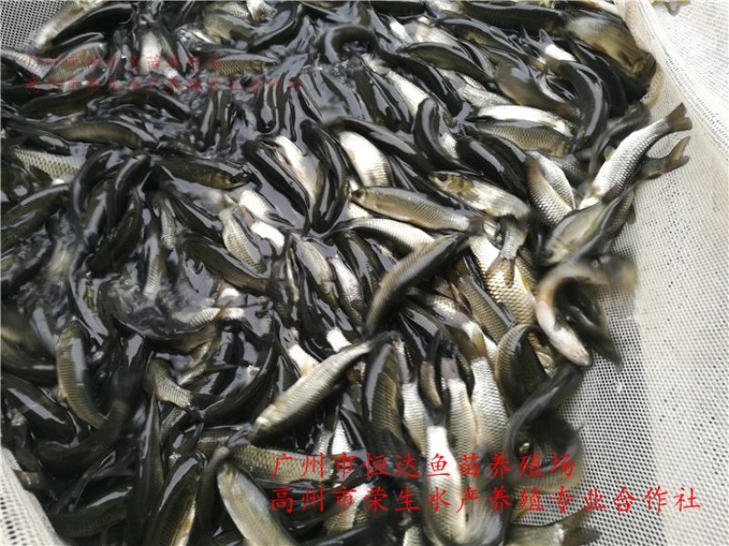 草鱼苗长江鲩鱼苗