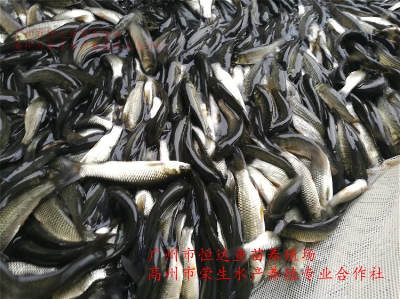 草鱼苗长江鲩鱼苗