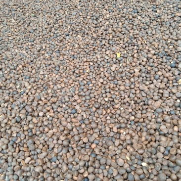 山茶油果