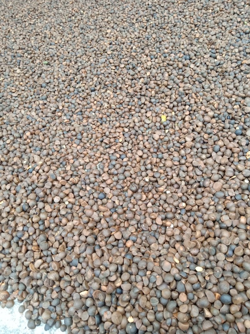 山茶油果