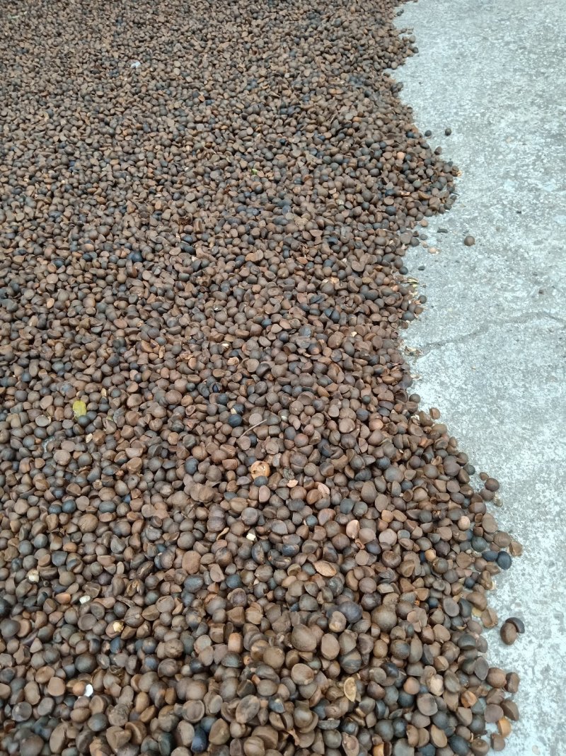 山茶油果