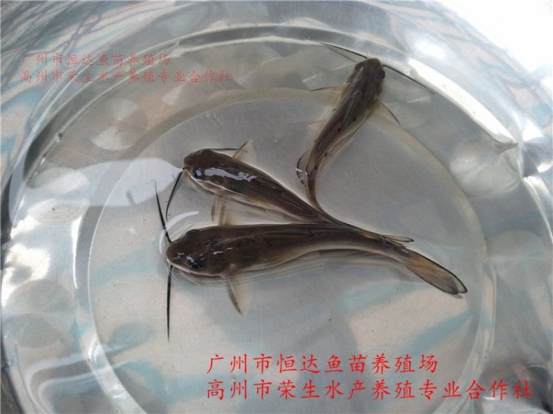 斑点叉尾鮰鱼苗钳鱼苗