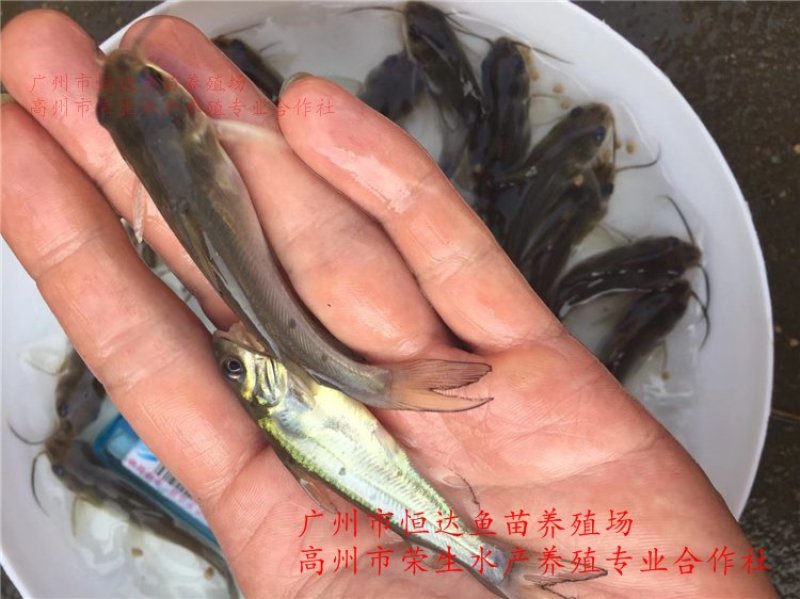 斑点叉尾鮰鱼苗钳鱼苗