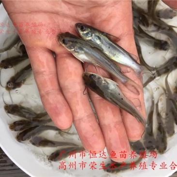 斑点叉尾鮰鱼苗钳鱼苗