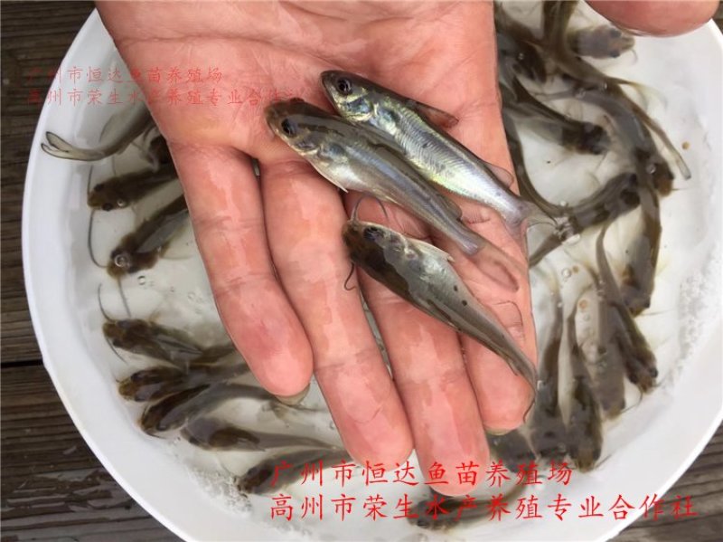 斑点叉尾鮰鱼苗钳鱼苗