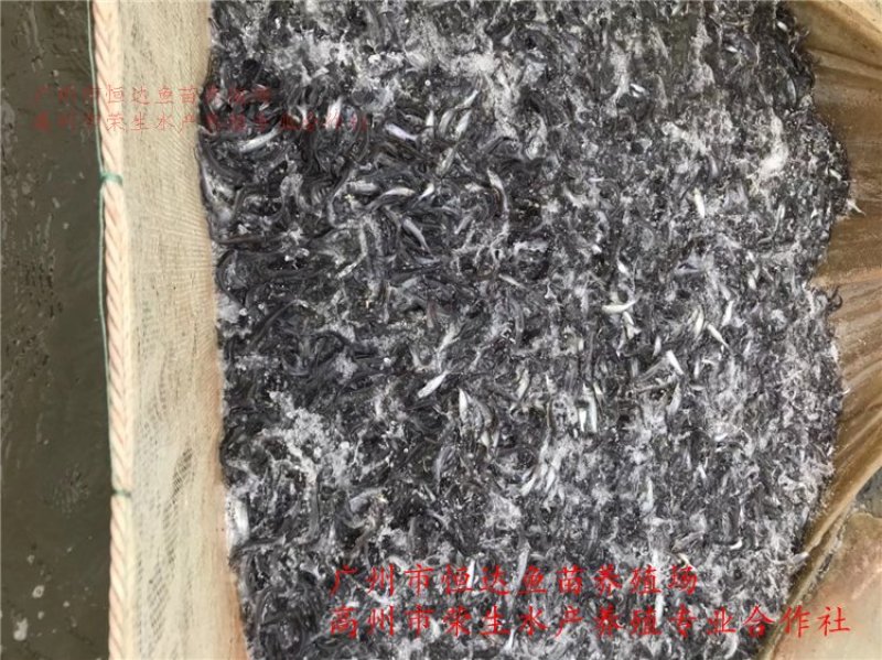 斑点叉尾鮰鱼苗钳鱼苗