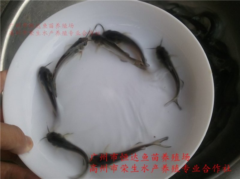 斑点叉尾鮰鱼苗钳鱼苗