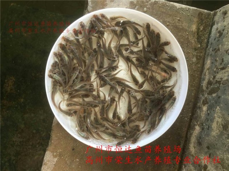 斑点叉尾鮰鱼苗钳鱼苗